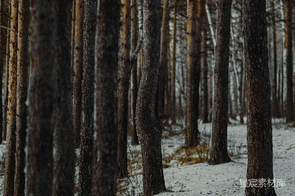 高清摄影 冬日森林中的雪景