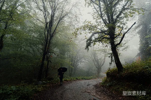高清摄影 雨林中的孤独行人
