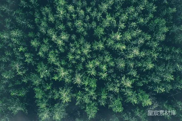 高清摄影 森林的宁静与神秘