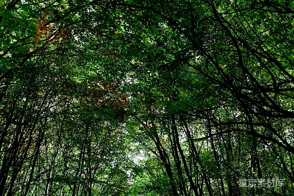 高清摄影 森林的呼吸