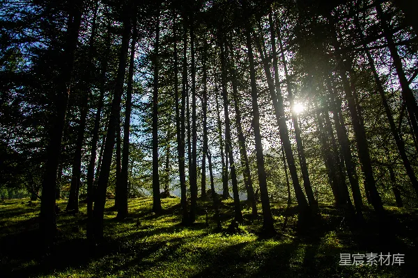 高清摄影 森林中的阳光