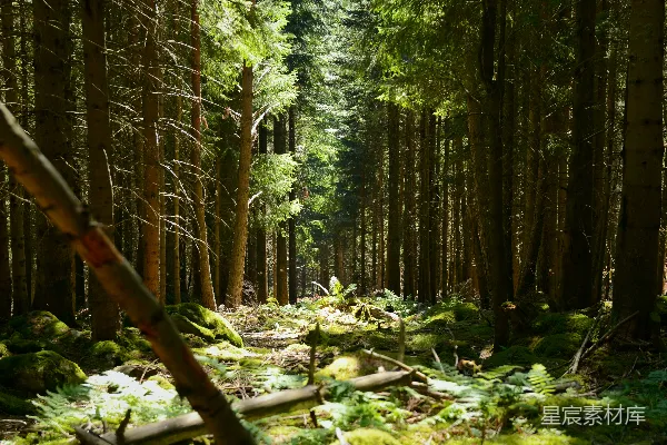 高清摄影 阳光透过森林的神秘光景