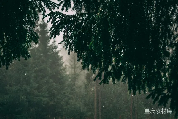 高清摄影 雨中的松树林