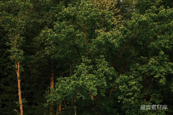 高清摄影 深邃森林的宁静时刻