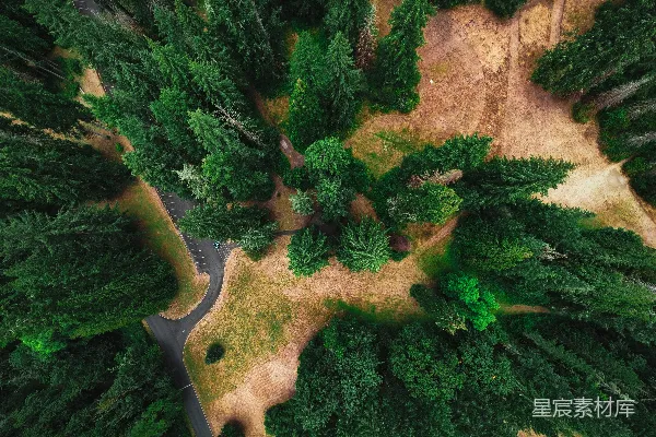 高清摄影 森林中的蜿蜒小路
