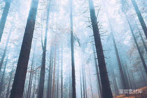 高清摄影 晨雾中的森林