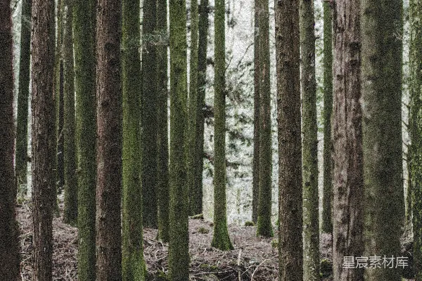 高清摄影 森林中的静谧时光
