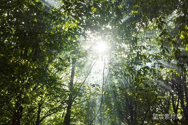 高清摄影 阳光穿透森林