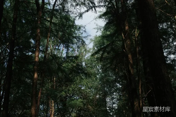 高清摄影 密林深处
