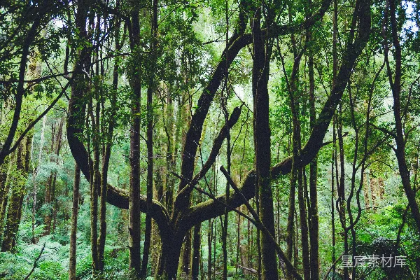 高清摄影 深邃森林中的老树