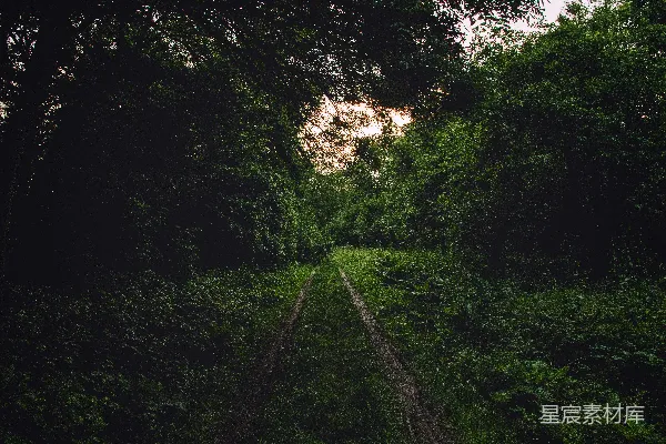 高清摄影 林间小径的黄昏