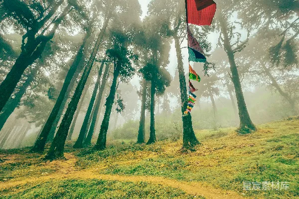 高清摄影 神秘雾中的森林与彩旗