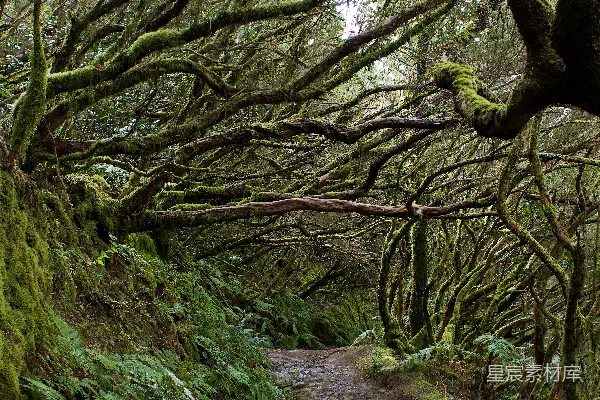 高清摄影 神秘的苔藓森林小径