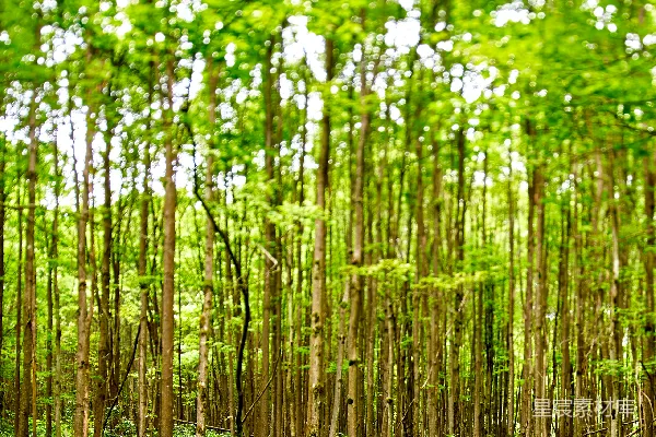 高清摄影 夏日森林的清新与宁静