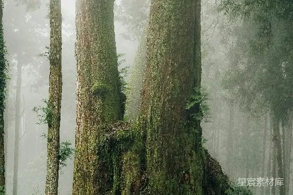 高清摄影 雾中森林