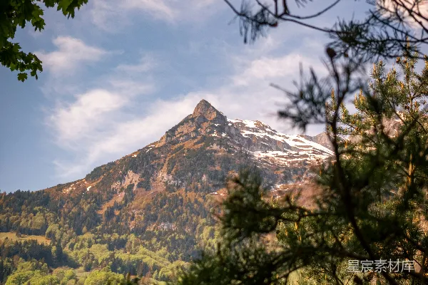 高清摄影 松树下的阿尔卑斯山