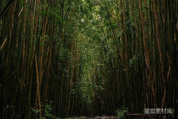 高清摄影 竹林幽径