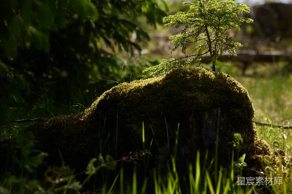 高清摄影 森林中的重生