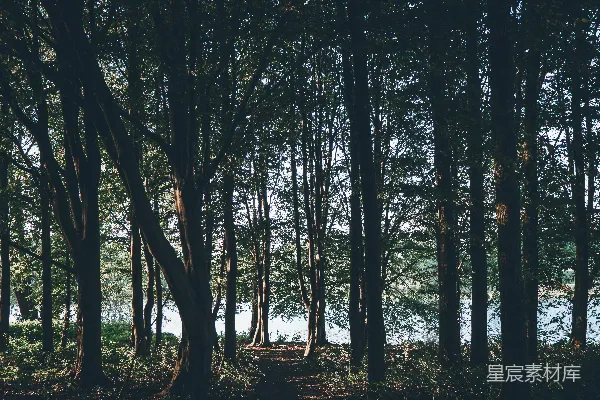 高清摄影 湖边的树林
