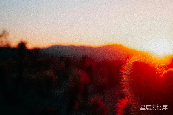 高清摄影 沙漠日落与仙人掌的剪影