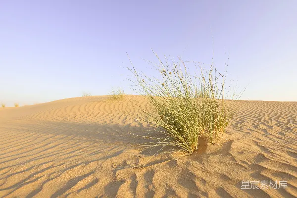 高清摄影 沙漠中的坚韧植物