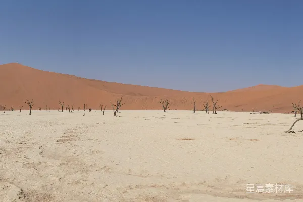 高清摄影 枯树沙漠全景