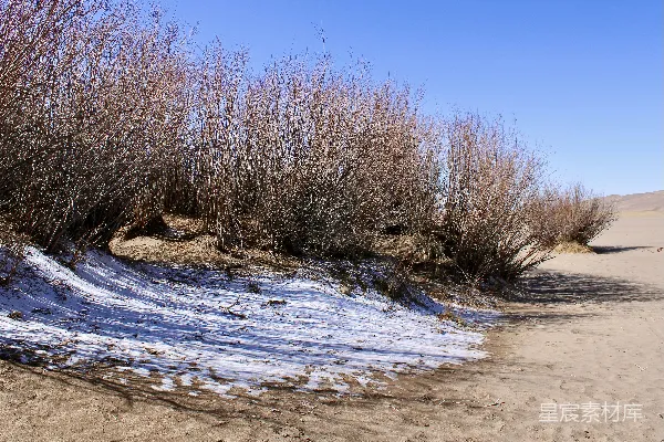 高清摄影 雪地上的枯木