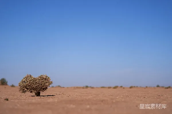 高清摄影 荒漠中的孤树