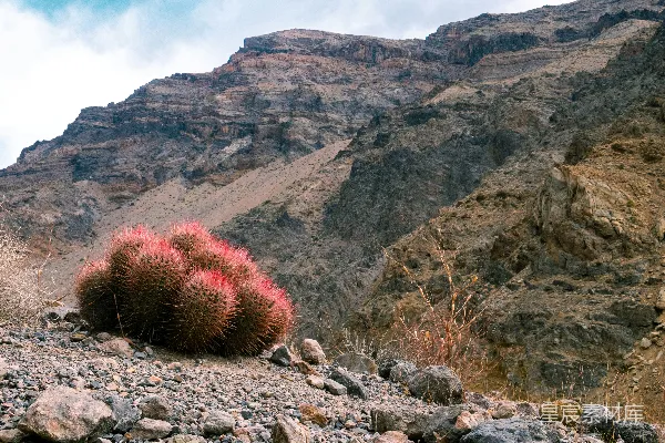 高清摄影 红色仙人掌与荒凉山脉