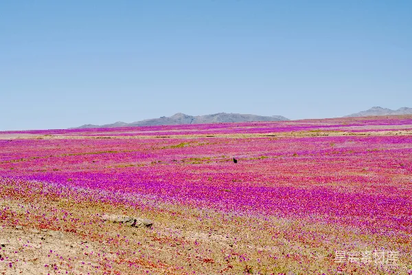 高清摄影 沙漠之花：粉紫色的花海