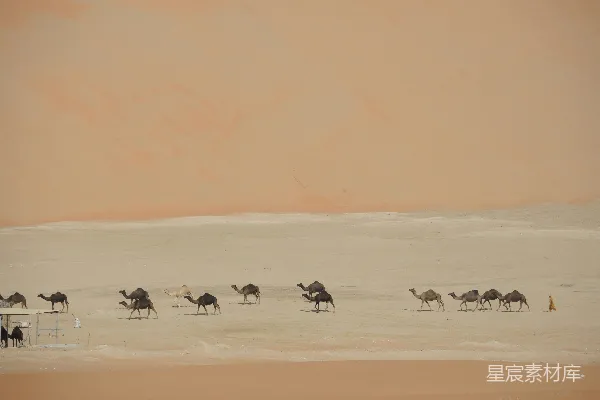 高清摄影 沙漠驼群