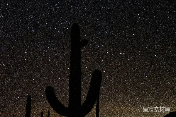 高清摄影 沙漠星夜下的仙人掌剪影