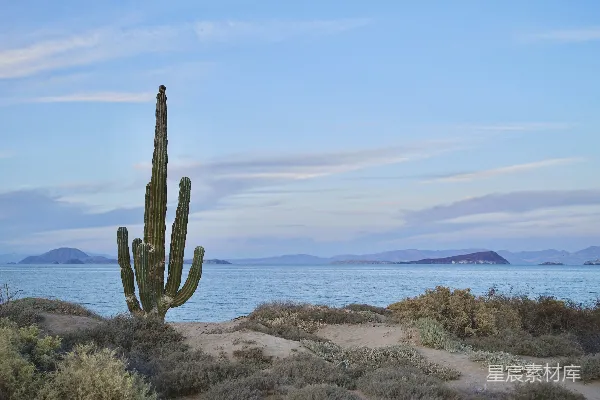 高清摄影 沙漠中的仙人掌与宁静的海景