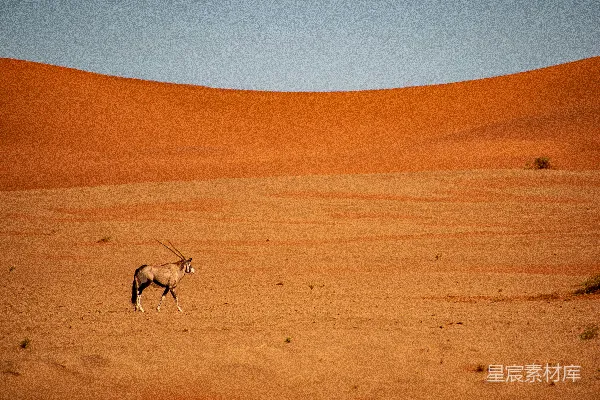 高清摄影 沙漠中的羚羊