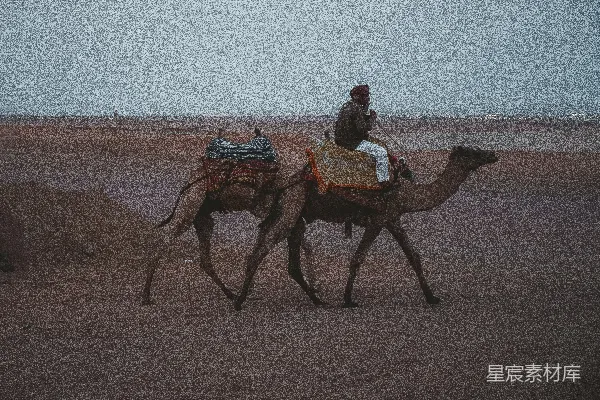 高清摄影 沙漠中的驼铃声
