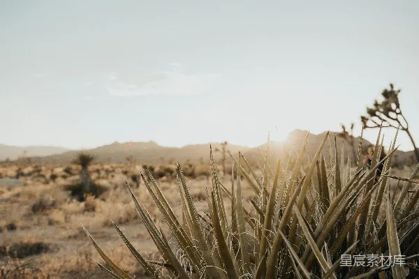 高清摄影 沙漠中的仙人掌与夕阳