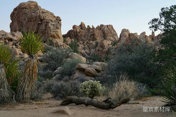 高清摄影 荒野中的岩石与植物