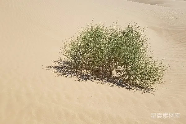 高清摄影 沙漠中的绿洲