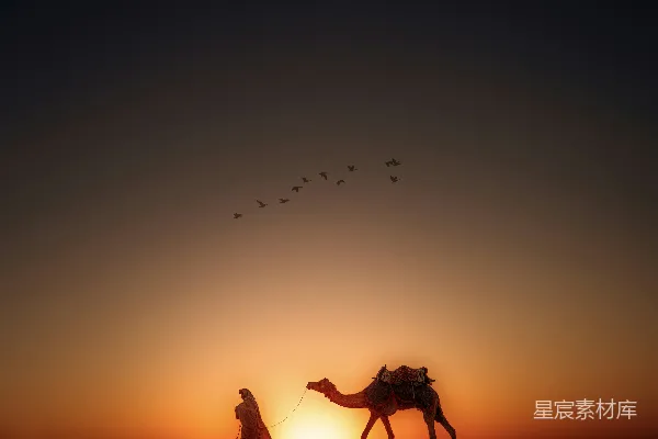 高清摄影 夕阳下的沙漠驼铃