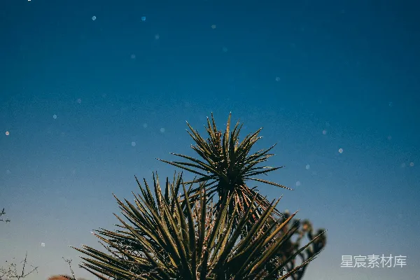 高清摄影 沙漠夜景下的仙人掌