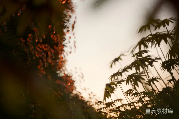 高清摄影 夕阳下的竹林剪影
