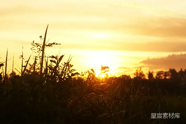 高清摄影 夕阳下的田野
