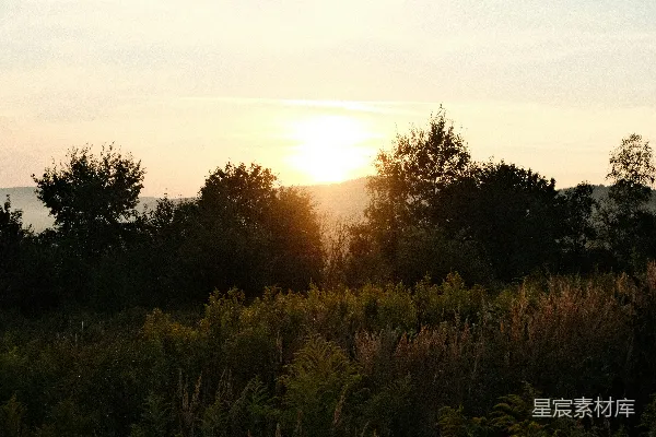 高清摄影 夕阳下的森林剪影