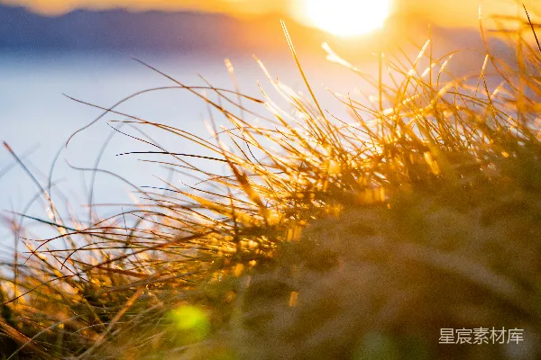高清摄影 夕阳下的草丛