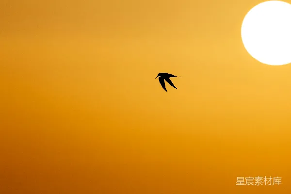高清摄影 夕阳下的剪影