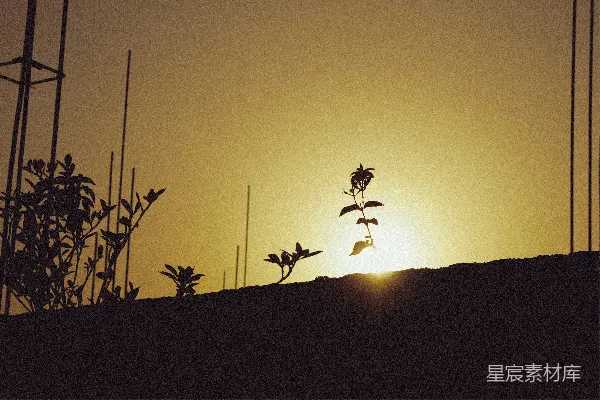 高清摄影 逆光中的植物剪影