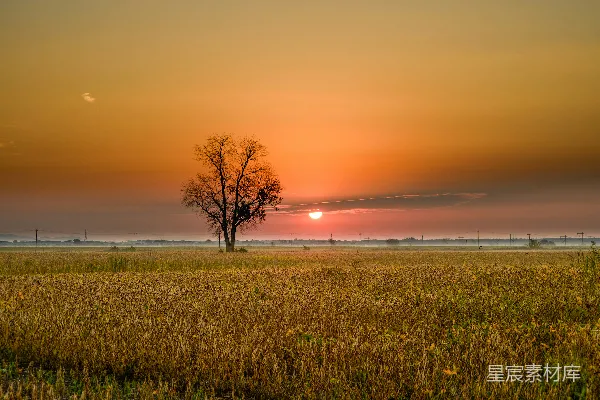 高清摄影 夕阳下的孤独树