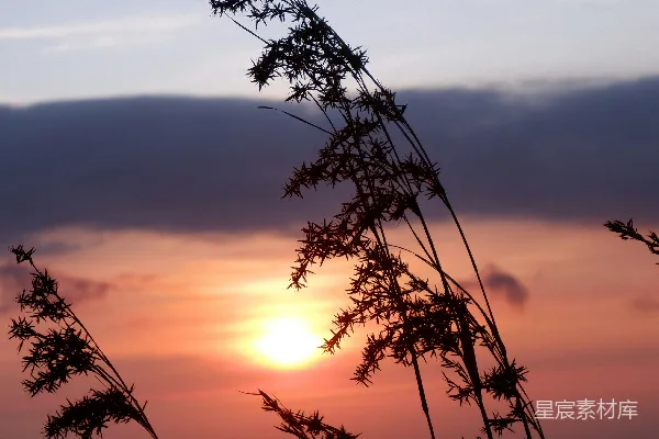 高清摄影 夕阳下的草影