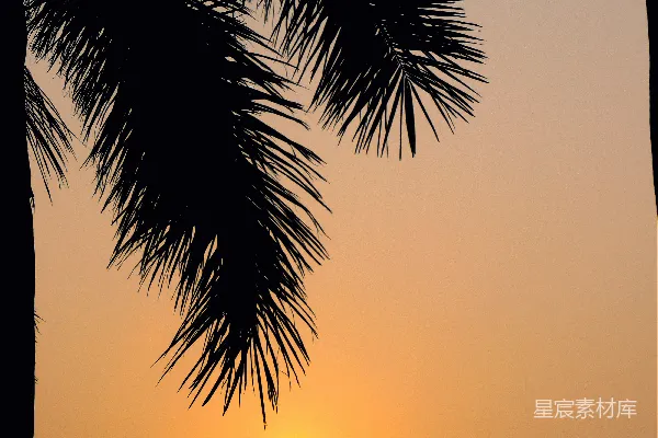 高清摄影 夕阳下的棕榈树剪影