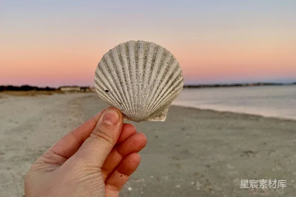 高清摄影 夕阳下的贝壳